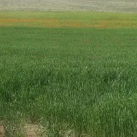 باسلام ب ۲ نفر گارگر نیازمندم