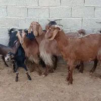 بز کهره.کربال.|حیوانات مزرعه|شیراز, بازار|دیوار