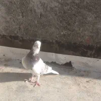دو عدد کبوتر نر|پرنده|شیروان (خراسان), |دیوار