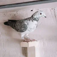 ماده بزک سینه سفید|پرنده|شیراز, شهرک ترکان|دیوار