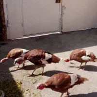 پرنده