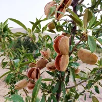 بادام پوست نیمه کاغذی