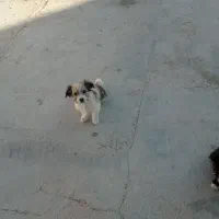 توله های میکس تریر و پامر