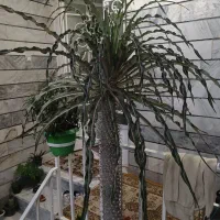 گل نخل ماداگاسکار