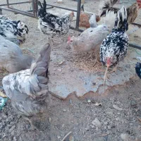 مرغ گلین طوسی|حیوانات مزرعه|اصفهان, تیران|دیوار