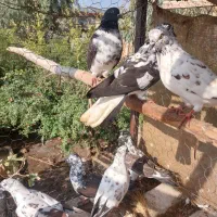 کبوتر پرشی|پرنده|آق قلا, |دیوار