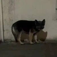 گمشده ژرمن|حیوانات|محمدشهر, محمدشهر|دیوار