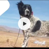 نرسه ساله نگهبان سفت وگله ای