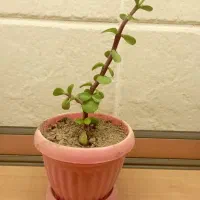 گل طبیعی خانگی