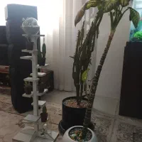 گل بزرگ دیفن و افوربیا و استند گل با کلی گل مفت