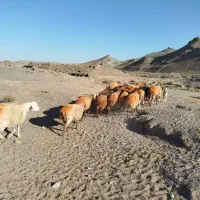 فروش گوسفند میش کاور تقلی بز بره