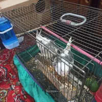 عروس‌هلندی‌ایذه