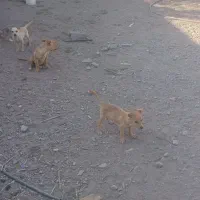 سگ پاکوتا|سگ|رفسنجان, |دیوار