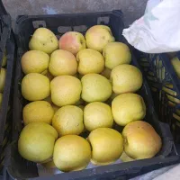 سیب کاکان درجه ۱ و۲ و ضایعات