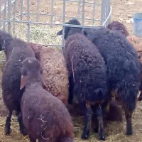 بره های درجه یک ودرشت قیمت هشت وپانصد