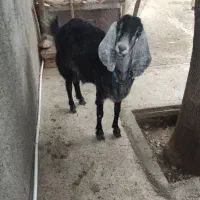 بز هلندی|حیوانات مزرعه|صحنه, |دیوار