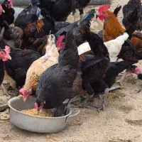 مرغ و خروس برای فروش|حیوانات مزرعه|برازجان, |دیوار