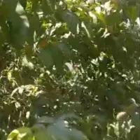 باغچه حسین آباد قاجار|فروش خانه و ویلا|قرچک, شهرک طلائیه|دیوار