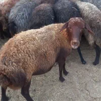 فروش میش داشتی|حیوانات مزرعه|مهدی شهر, |دیوار