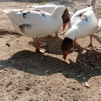 غاز خانگی سفید و رنگی