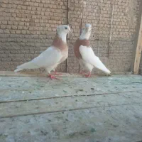 کفتر پرشتی|پرنده|نهاوند, |دیوار