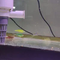 ماهی|ماهی|بومهن, |دیوار