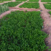 فروش سبزی تازه بوسان‌ اسلام آبادغرب