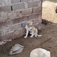 کته نگهبان