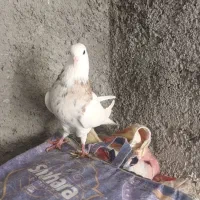 طوقی دره شهر