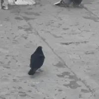 فروشی|پرنده|بروجن, |دیوار