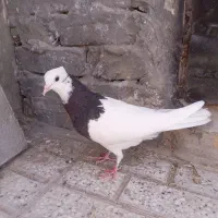 طوقی|پرنده|تربت‌حیدریه, باغ سلطانی|دیوار