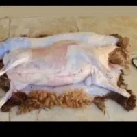 قصاب‌سیا‌شبانه‌روزی
