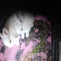 بچه خرگوش چشم قرمز