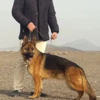 ۴ قلاده ژرمن شپرد ماده شکم پر ، فیلم جفت گیری|سگ|کرج, فاز ۱ مهرشهر|دیوار