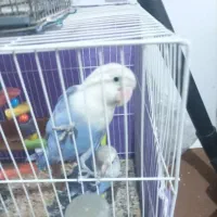 سره ماده و کوتوله سخنگو نر|پرنده|مشهد, کوی دروی|دیوار