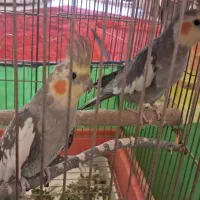 عروس هلندی دانه ای ۹۰۰
