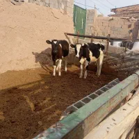 گوساله|حیوانات مزرعه|کرمان, |دیوار