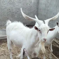 فروش یک راس  گوسفند  نر نژاد سانن  چند قلو زا