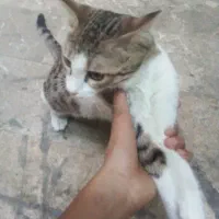 واگذاری گربه رایگان
