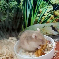 همستر|موش و خرگوش|اسلام‌شهر, شهرک قائمیه|دیوار