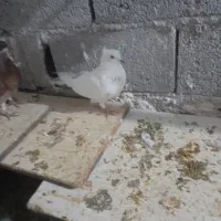 کبوتر صیدشده