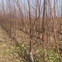 نهال|گل و گیاه طبیعی|نیشابور, مازول|دیوار