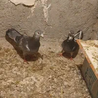 کبوتر|پرنده|زبرخان, |دیوار