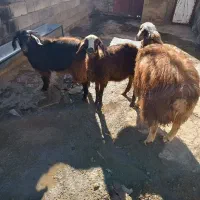 گوساله|حیوانات مزرعه|قروه, |دیوار