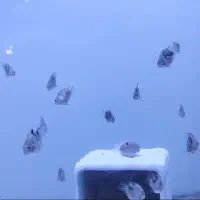 ماهی سیچلاید کانوکیت|ماهی|سقز, |دیوار