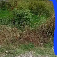 زمین ۶۰ متری دو بر|فروش زمین و ملک کلنگی|رشت, شهرک صبا|دیوار