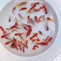 ماهی گلدفیش|ماهی|قم, تعویض پلاک|دیوار