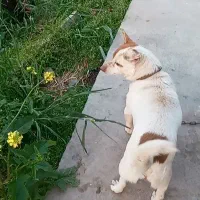 سگ پاکوتاه باهوش