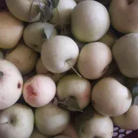 باغچه روستای خوش وآب هوازوایان|فروش خانه و ویلا|قم, امامزاده ابراهیم|دیوار