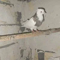 کبوتر طوق|پرنده|کرمانشاه, |دیوار